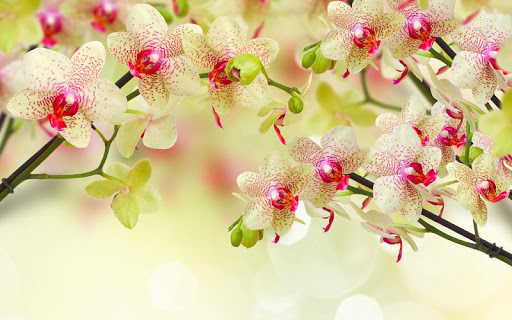 Flowers Live Wallpaper