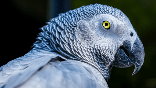 African Grey Parrot Sounds