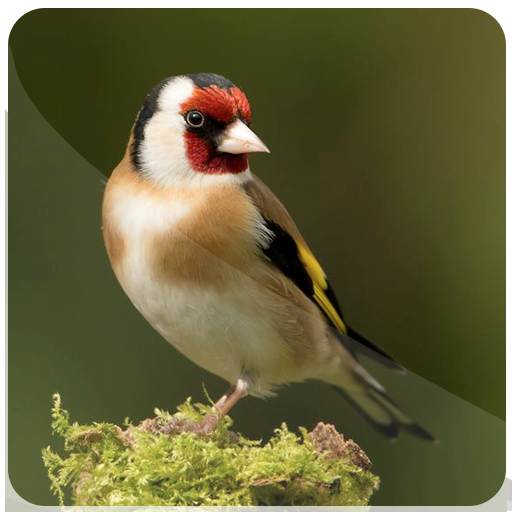 Goldfinch Bird calls logo