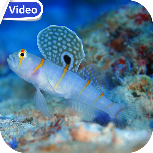 Sea Life Theme Video Wallpaper logo