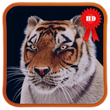 Young Tiger 3D Live Wallpaper icon