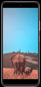 Elephant phone wallpapers