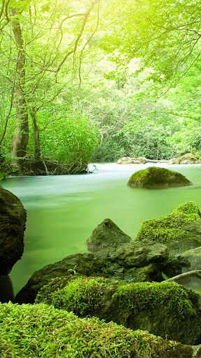 Jungle Live Wallpaper Screen 2