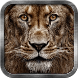 3D Lion Live Wallpaper icon