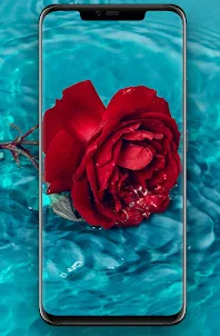 Red Rose Wallpaper