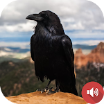 Cover Image of Download Crow Sounds  APK