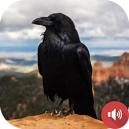 Icon image Crow Sounds