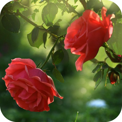 Red Rose Flower Live Wallpaper  Icon