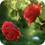 Red Rose Flower Live Wallpaper icon