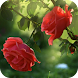 Red Rose Flower Live Wallpaper - Androidアプリ