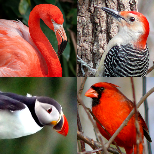 Bird World - Famous Birds Quiz