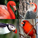 Cover Image of डाउनलोड बर्ड वर्ल्ड - पृथ्वी के प्रसिद्ध पक्षियों के बारे में प्रश्नोत्तरी 1.1 APK