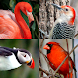 世界の鳥 - 地球の有名な鳥のクイズ