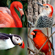 Bird World - Famous Birds Quiz