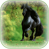 Black Horse Wallpaper icon