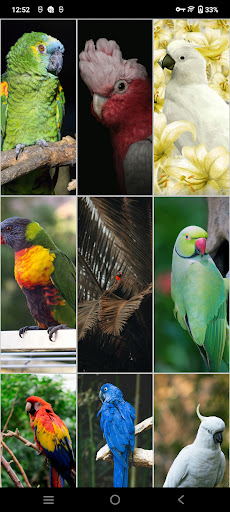 Parrot Wallpapers Screen 2
