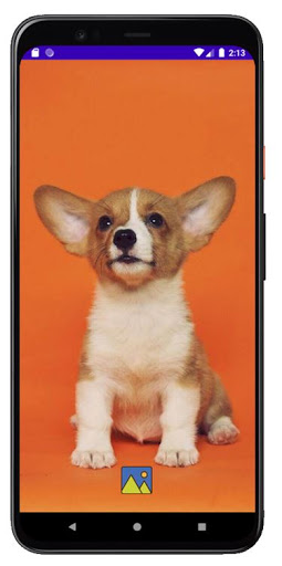 Fondos de Pantalla de Perros C Screen 2