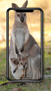 Kangaroo Wallpaper
