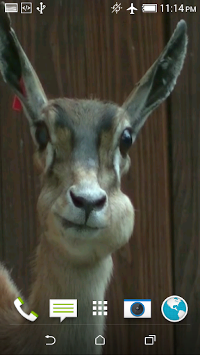 Lama 3D Video Live Wallpaper Screen 3