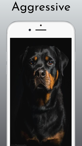 Android application Rottweiler Dog Wallpaper HD 4k screenshort