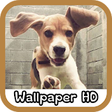 Beagle Wallpaper HD icon