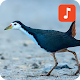 White-breasted Waterhen Bird Sounds Download on Windows