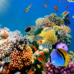 Aquarium Live Wallpaper Apk