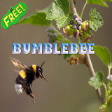 Bumblebee Ideas icon