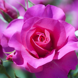 rose flower wallpaper icon