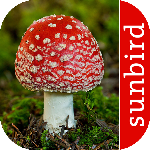Mushroom Id: USA & Canada