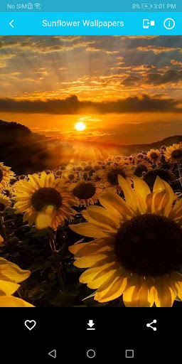 Sunflower Wallpaper HD Screen 2
