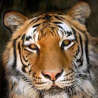 Maynard School District