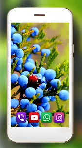 Berries Wild Live Wallpaper