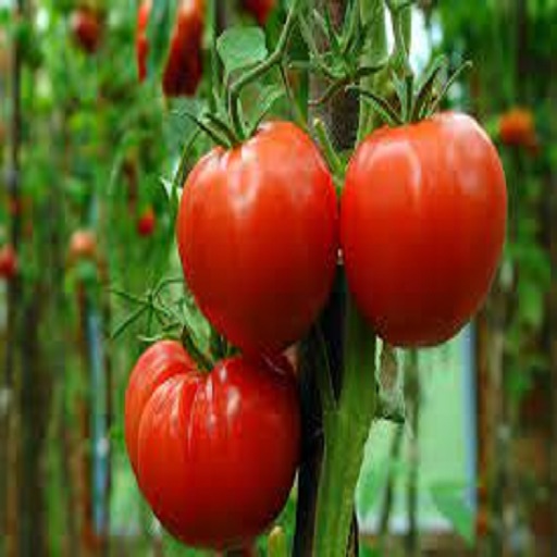 Tomato growing logo