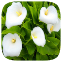HD Wallpaper - Calla Lily Flower icon