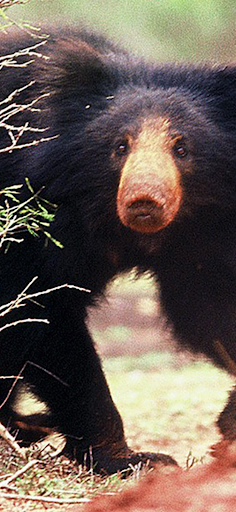 Sloth Bear