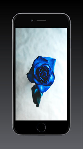 Rose Wallpaper HD, GIF