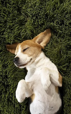 子犬 ライブ壁紙 Androidアプリ Applion