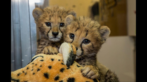 Baby Cheetah Wallpaper