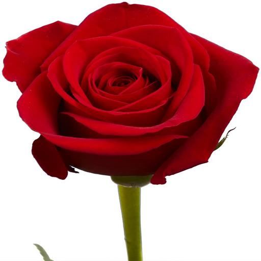 beautiful flowers images logo