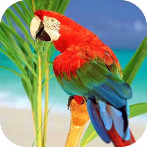 Parrots From Rio Wallpaper logo