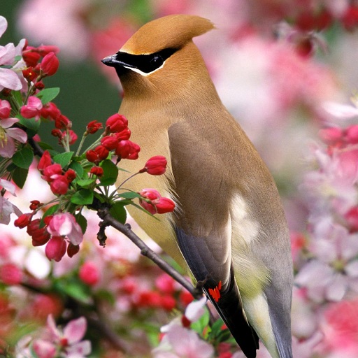 Bohemian Waxwing Wallpapers logo