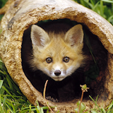 Best Fox Wallpapers icon