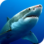 Cover Image of Download Sharks Live Wallpaper  APK