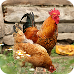 Cover Image of Download Chicken HD Wallpaper  APK