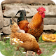 Chicken Wallpaper Best 4K Download on Windows
