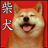 cute cute shiba dog wallpaper icon
