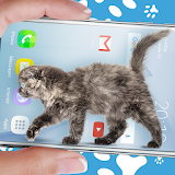 Cat Walks in Phone Cute Joke icon