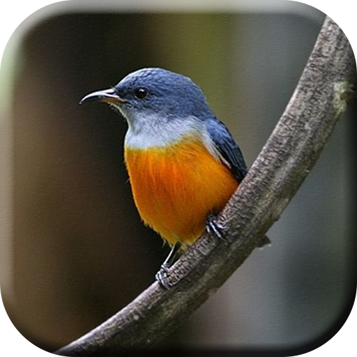 Suara Burung Cabai Bunga Api logo