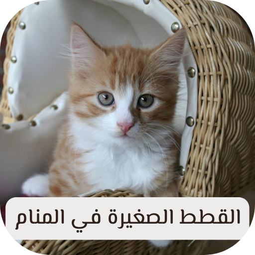 القطط الصغيرة في المنام - قطط – Applications sur Google Play